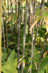 BESKYDSKÝ BAMBUS Černý - Phyllostachys Nigra (12)